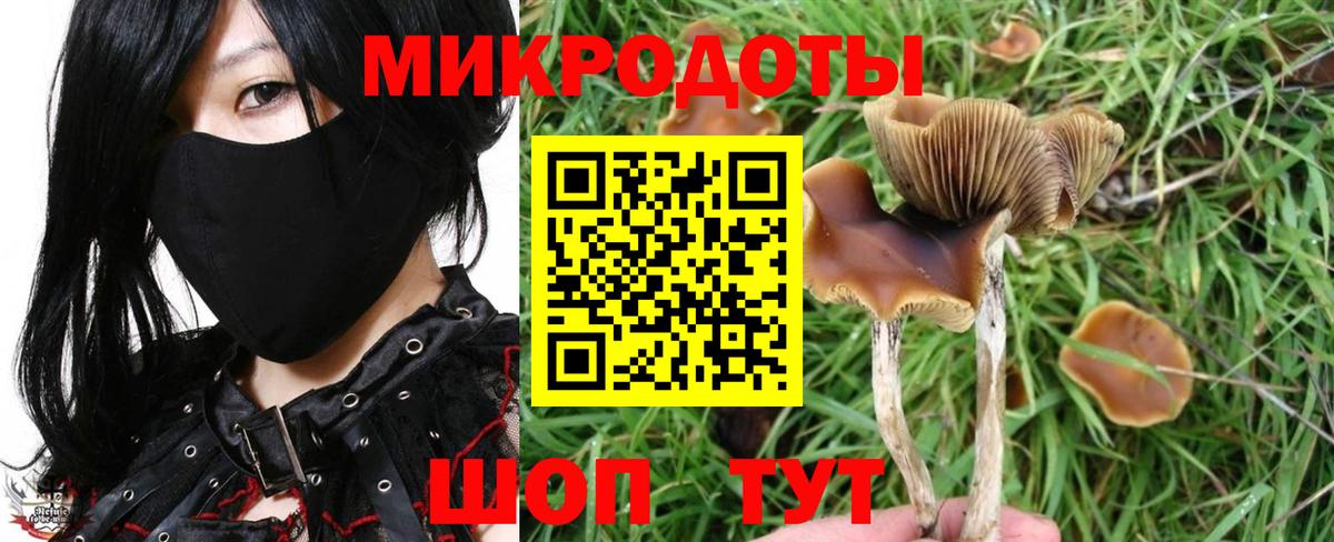Псилоцибиновые грибы Psilocybine cubensis Азнакаево